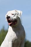 DOGUE ARGENTIN 023